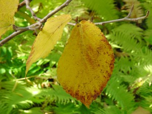Kleiner Zweig mit gelben Herbstblatt Kleiner Zweig mit gelben Herbstblatt