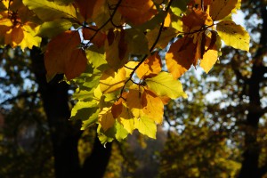 Laubast im Herbstlicht Laubast im Herbstlicht