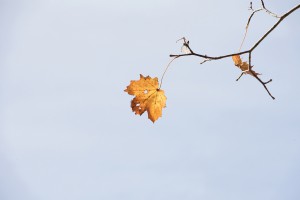 Letztes Blatt Letztes Blatt