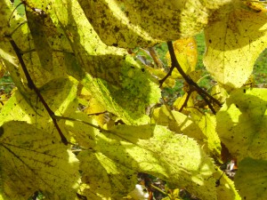 Lindenblätter im Herbst Lindenblätter im Herbst