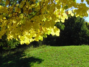 Lindenlaub in gelb Lindenlaub in gelb