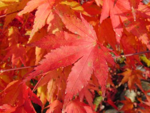 Rotes Ahornblatt am Zweig Rotes Ahornblatt am Zweig