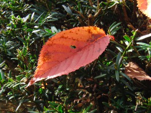 Rotes Herbstblatt im grünen Busch Rotes Herbstblatt im grünen Busch