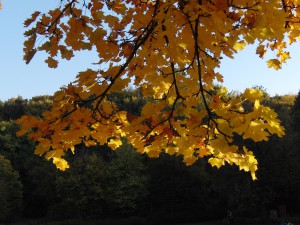 Unterm Ast im Herbstlaub Unterm Ast im Herbstlaub
