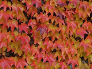 Wilder Wein in Herbstfarben Wilder Wein in Herbstfarben
