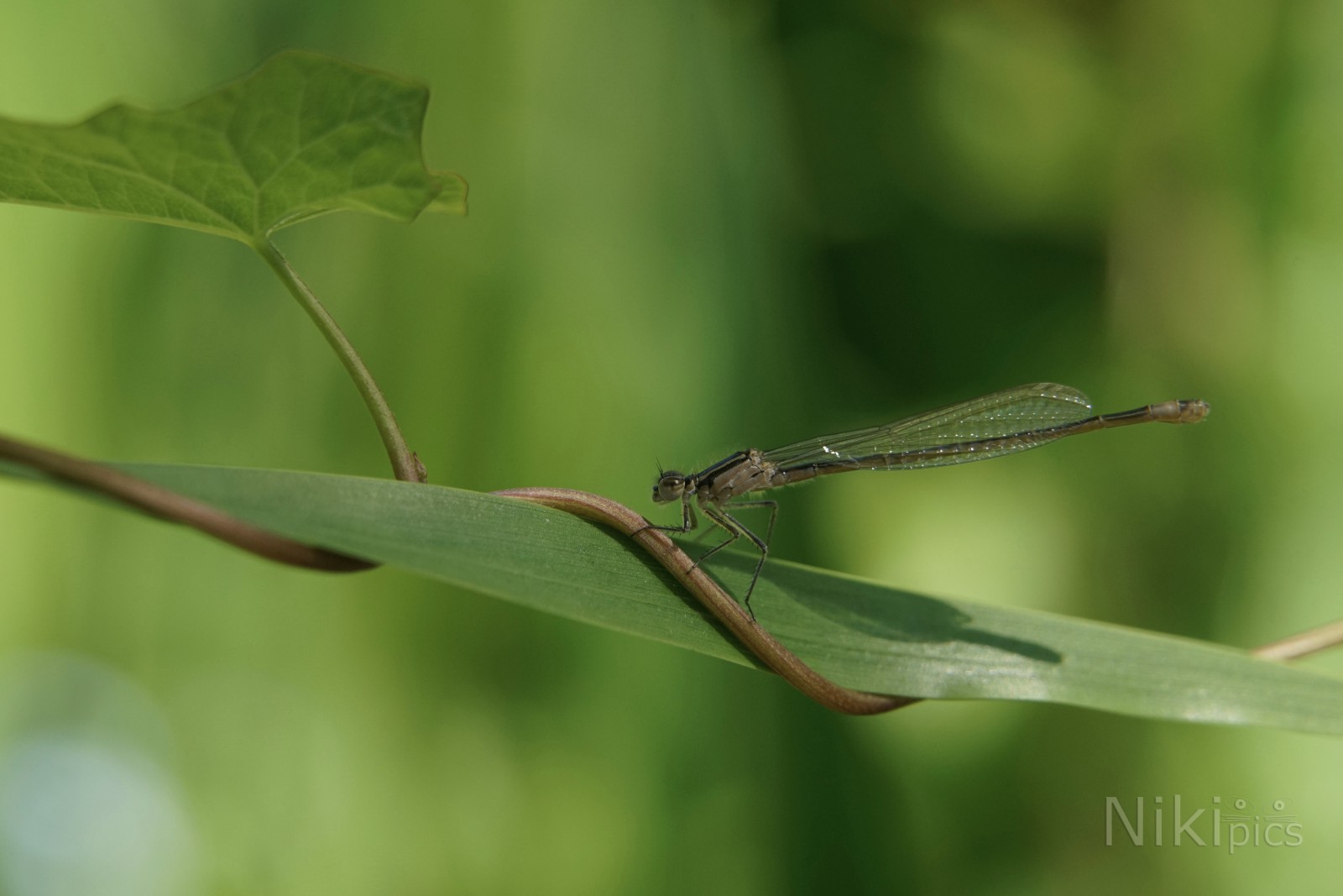 Auf der lauer im Ufer Dschungel Auf der lauer im Ufer Dschungel