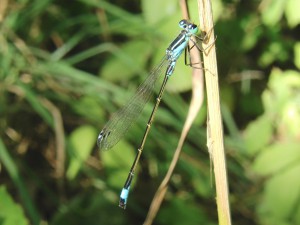 Azurjungfer am troknen Grashalm Azurjungfer am troknen Grashalm