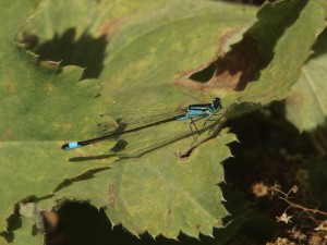 Azurjungfer auf Blatt Azurjungfer auf Blatt