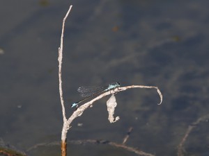 Azurjungfer auf vertrockneten Zweig Azurjungfer auf vertrockneten Zweig