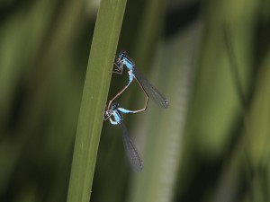 Azurjungfern am Grashalm bei der Paarung Azurjungfern am Grashalm bei der Paarung