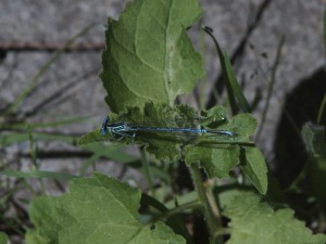 Blaue Jungfer Blaue Jungfer