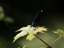 Blaue Prachtlibelle