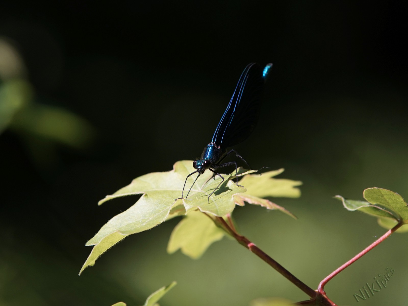 Blaue Prachtlibelle Blaue Prachtlibelle