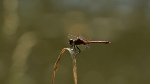 Blutrote Heidelibelle Blutrote Heidelibelle