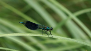 Calopteryx splendens Calopteryx splendens