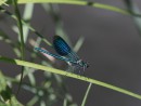 Edle Prachtlibelle