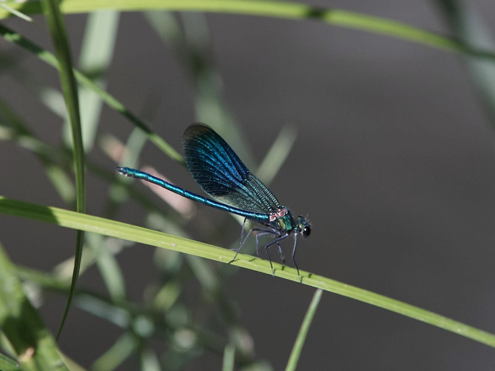 Edle Prachtlibelle Edle Prachtlibelle