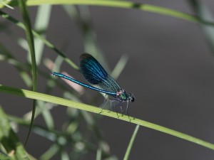 Edle Prachtlibelle Edle Prachtlibelle