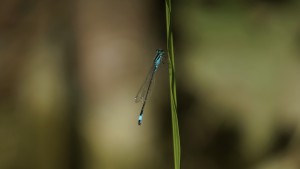 Große Pechlibelle am Halm Große Pechlibelle am Halm