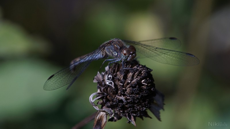 Heidelibelle im Herbst