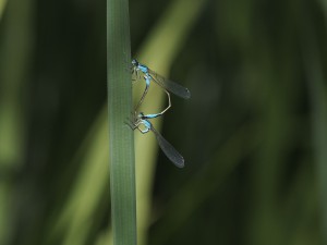 Hufeisen-Azurjungfern bei der Paarung Hufeisen-Azurjungfern bei der Paarung