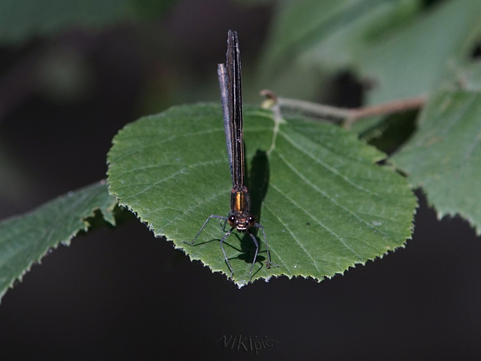 Im Anblick der Prachlibelle  Im Anblick der Prachlibelle