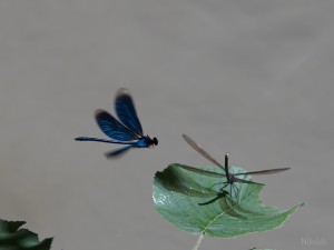 Im Anflug Im Anflug