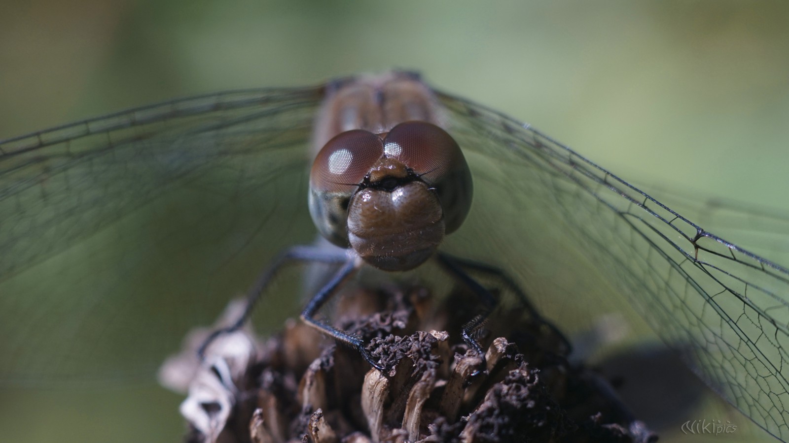 Im Blick der Heidelibelle  Im Blick der Heidelibelle