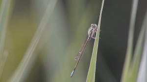 Im Blick der Kleinlibelle Im Blick der Kleinlibelle
