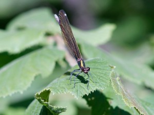 Im Blickfeld der Prachtlibelle Im Blickfeld der Prachtlibelle