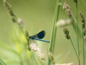 In der Wiese auf der Lauer In der Wiese auf der Lauer