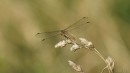 Insektenjäger im trockenen Gras