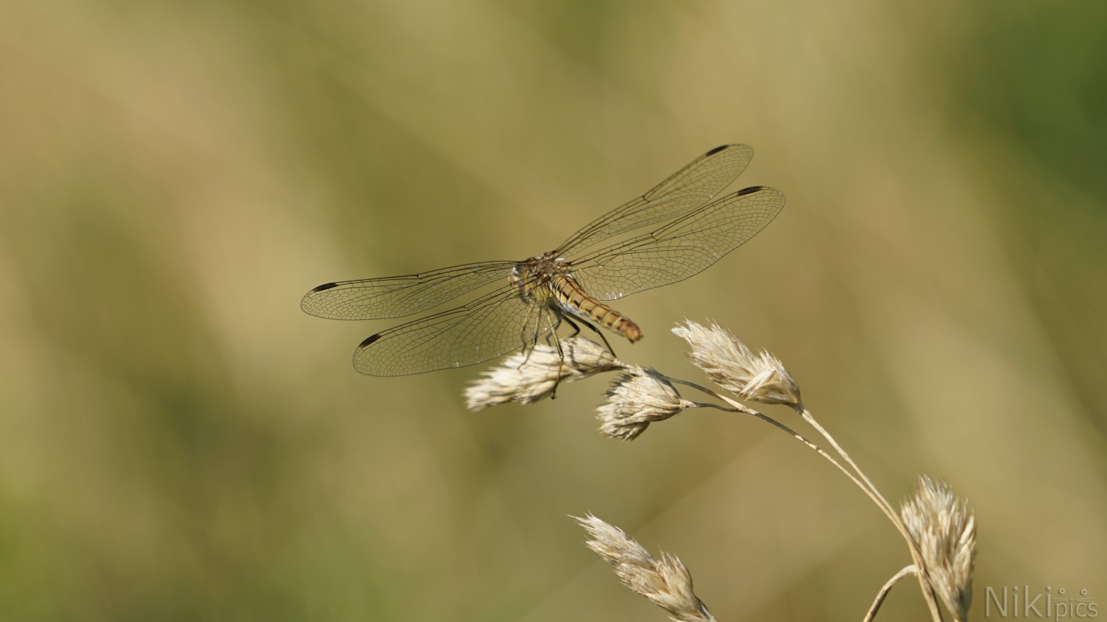 Insektenjäger im trockenen Gras Insektenjäger im trockenen Gras