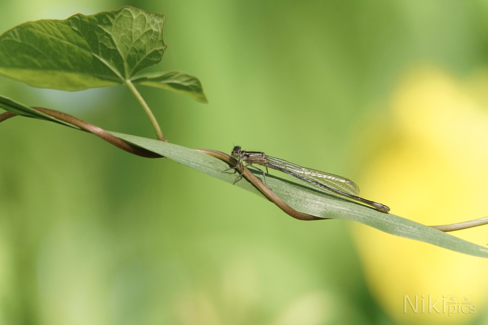 Kleiner Jäger im Uferschungel Kleiner Jäger im Uferschungel