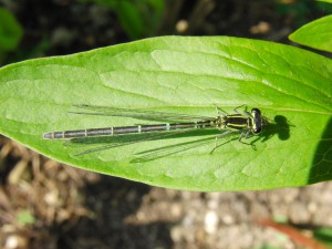 Kleinlibelle Kleinlibelle