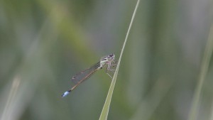 Kleinlibelle auf lauer Kleinlibelle auf lauer
