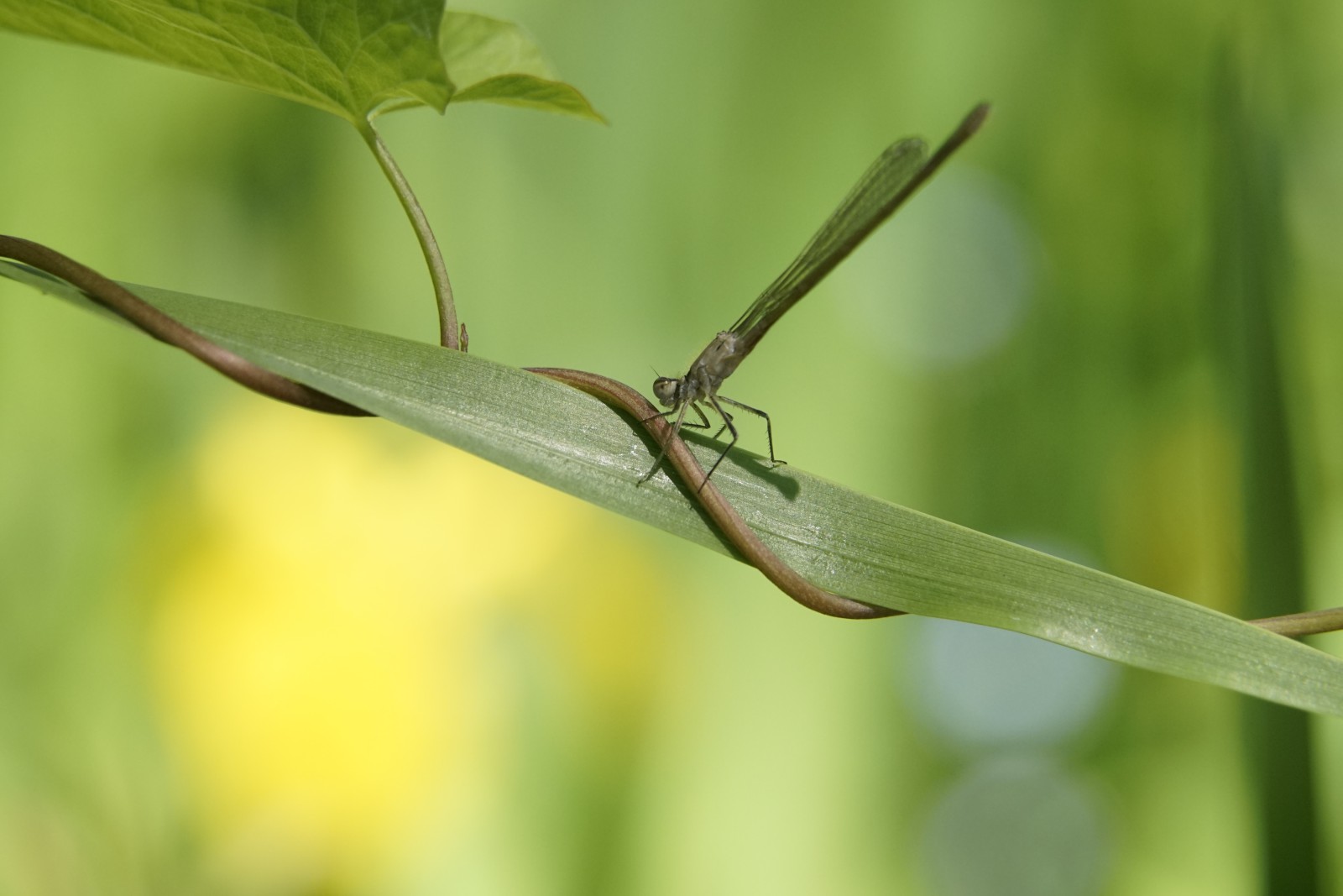 Kleinlibelle im Uferdschungel Kleinlibelle im Uferdschungel