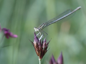 Libelle auf Blütenknospe Libelle auf Blütenknospe
