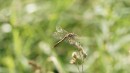 Libelle auf Grashalm