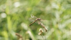 Libelle auf Grashalm Libelle auf Grashalm