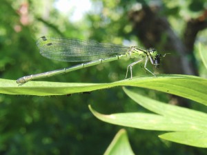 Libelle beim fressen Libelle beim fressen
