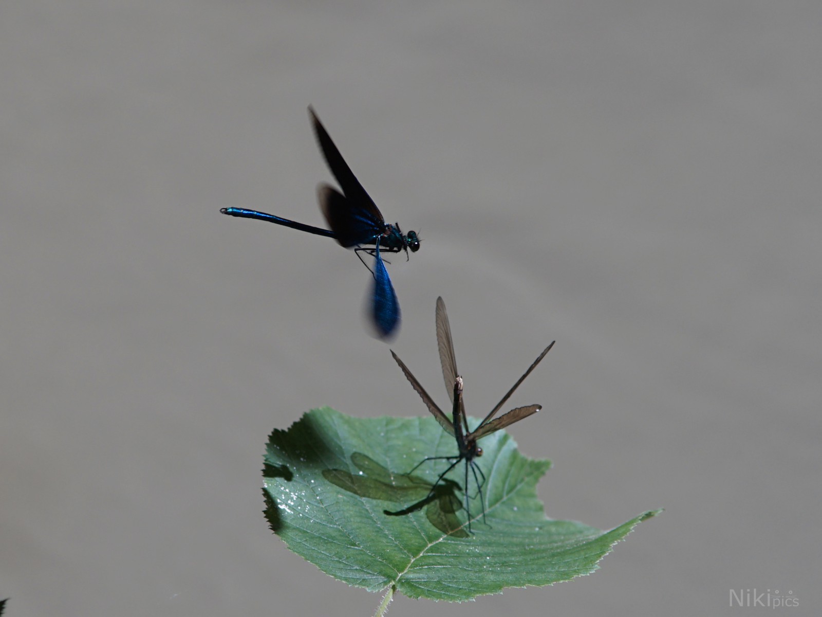 Paarungssuche der Prachtlibelle  Paarungssuche der Prachtlibelle