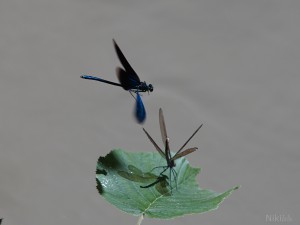 Paarungssuche der Prachtlibelle Paarungssuche der Prachtlibelle