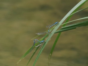Paarungszeit bei den Libellen Paarungszeit bei den Libellen