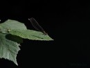 Prachtlibelle auf Blatt 