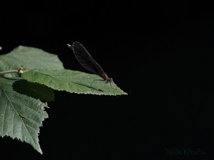 Prachtlibelle auf Blatt Prachtlibelle auf Blatt