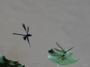 Prachtlibelle auf Brautschau Prachtlibelle auf Brautschau