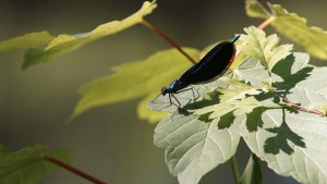 Prachtlibelle auf lauer Prachtlibelle auf lauer