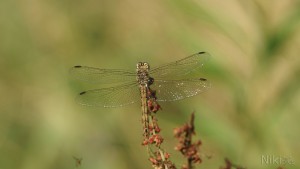 Segellibelle in der Wiese Segellibelle in der Wiese