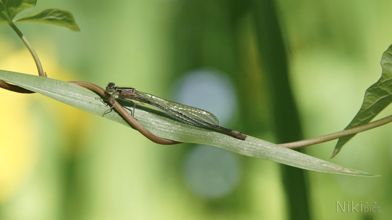 Wasserjungfer im Uferdschungel  Wasserjungfer im Uferdschungel